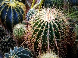 Cây xương rồng Mẹo bài trí nhà mang lại may mắn cho người mệnh Hỏa